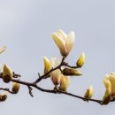 자연을 노래하다 이미지