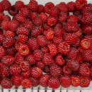 짭짜리/대추방울토마토/<b>퓨어</b>블랙오렌지/블랙사파이어포도등