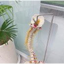 머슬필라테스 이미지