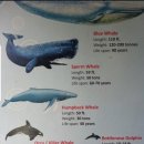 ﻿[조용헌 살롱] 용연향(龍涎香)의 냄새 - 세계의 고래 종류 이미지