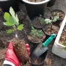 배감농장 이미지