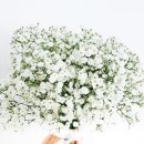 죽음도 갈라놓지 못한 사랑 | 안개꽃 꽃말과 전설, 죽음도 갈라놓지 못한 애틋하고 슬픈 사랑 이야기