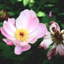 peony 이미지