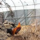 금계농원 이미지