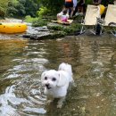 복터진강아지 이미지