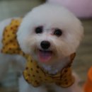 레이지 포 이미지