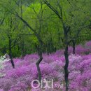 진달래꽃화원 이미지