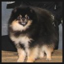 골든힐폼 이미지