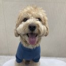 부산애견유치원 댕스하우스 이미지