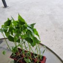 한일농약사 이미지