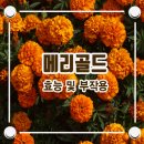 메리골드 - 의정부시 시민로 123 | 메리골드