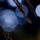 곰배령 길목에서 이미지