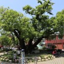 괴정1동-5 이미지