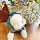 고은켄넬 | 헤이스 스튜디오, 반려견과 함께한 행복한 웨딩리허설