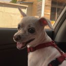 퍼피앤맘 이미지