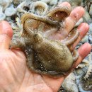 오늘도낙지 이미지