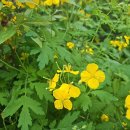 씨앤씨한의원 | 목동 아인슈페너 맛집 파라곤 카페 '커피 인동'