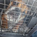 수아켄넬 이미지