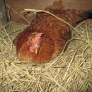 청야농장 이미지