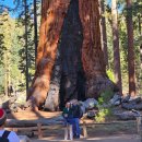 배그로브(BAE GROVE) | 미서부 패키지여행 4일차 요세미티 국립공원｜하프돔·터널뷰·마리포사 그로브 트레킹