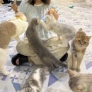 찌꼬뽀꼬 광안펫스테이션점 | 부산 광안리 고양이카페 피피피 펫스테이션점 내돈내산 후기🐈🐈‍⬛