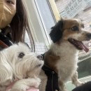 피치 앤 마리 이미지