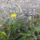 길손과 풀꽃 이미지