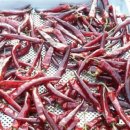 빨간고추 이미지