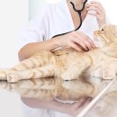 Dr.j 동물병원 이미지