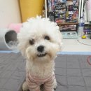 하이멍뭉 | 인천 서구청 애견미용 하이멍뭉 내돈내산
