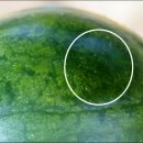 장해농장 이미지