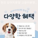 천안 강아지분양 고양이분양 파라다이스펫본점 이미지