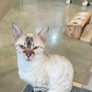 뱅갈온니 이미지