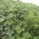 성림농장 이미지