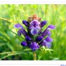 백화초등학교 이미지