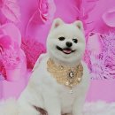 멍이의 품격 이미지