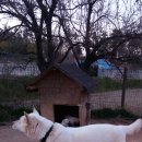 진도개 사랑 이미지