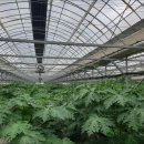 그린파파야 이미지