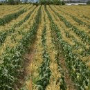 초당농장 이미지