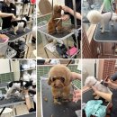 생활미용(기술과정 / 주간) | 애견미용자격증 비전있는 기술준비