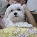 애견호텔 몽몽 이미지