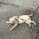 복대박 이미지