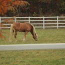 장수목장 이미지