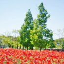 농업기술센터 농업기술과 화장실 | 진주 데이트 근교 두매실농업테마파크 양귀비 꽃구경