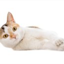 봄이든 동물병원 이미지