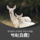 한라산 백록담(白鹿潭)의 전설 / 하얀사슴 백록 白鹿