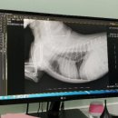 감계동물병원 이미지