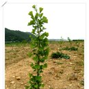 은행농장 이미지