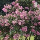 주초농장 이미지