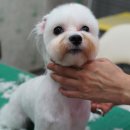 위드퍼피 애견미용실 이미지